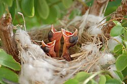 Altricial young birds