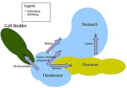 Action of digestive hormones