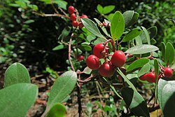 Manzanita berries