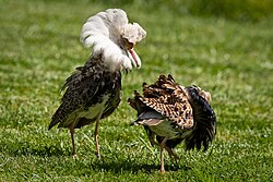 Courting ruffs