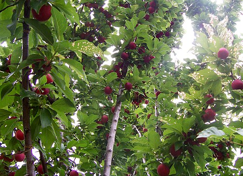 A plum tree with developing fruit