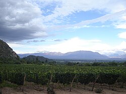 Torrontés growing in the Cafayate vineyard of the Salta province.