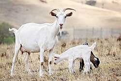 Goat family with one-week-old kid