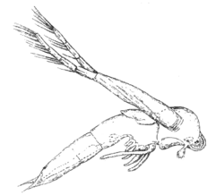 Leptodora kindtii is an unusually large diplostracan, at up to 18 mm long.