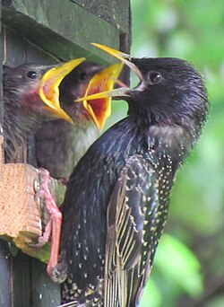 Adult feeding young