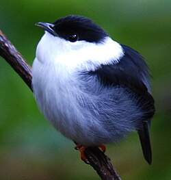 In manakins, males aggregate near hotspots with plentiful fruit, where females tend to go.