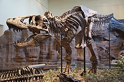 Tyrannosaurus skeleton in museum display