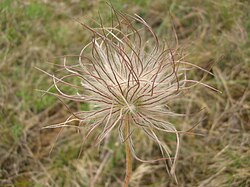 Seedhead of subsp. hungarica