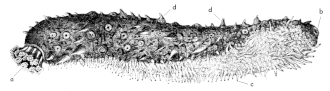 Sea cucumber : a - Tentacles, b - Cloaca, c - Ambulacral feet on the ventral side, d - Papillae on the back