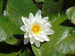 Water lily, Iran's national symbolic flower