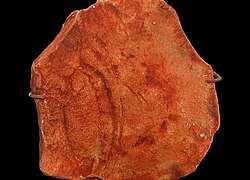 A fossil of Kimberella which can be hardly distinguished from the sediments it was preserved in