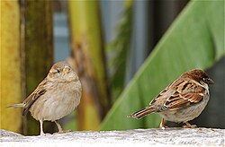 A pair of Italian sparrows, in Rome
