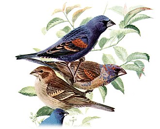 The differences in plumage of blue grosbeak, from top to bottom, between a breeding male (alternate plumage), a non-breeding male (basic plumage), a female and a related indigo bunting