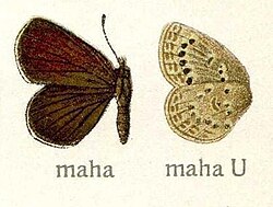 Upperside left, underside right, illustration from Adalbert Seitz's work
