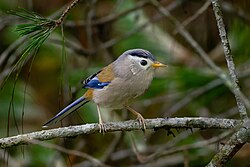 The blue-winged minla is an altitudinal migrant