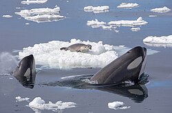 Orcas and a seal.