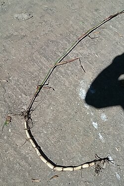 A rhizome of Sorghum halepense