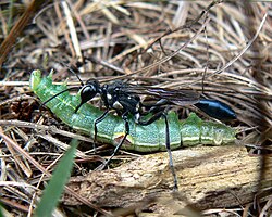 Sphecidae, Ammophilinae, Eremnophila aureonotata transporting a paralysed prominent caterpillar to the nest she has excavated
