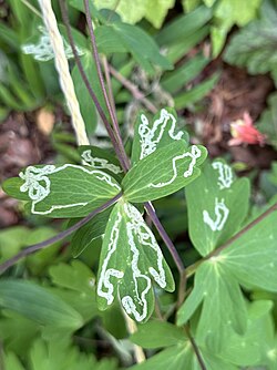 Photograph of leaf miner trails on Aquilegia canadensis leaf