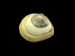 The Baltic tellin was named Tellina balthica in 1758.