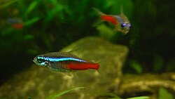 The neon tetra is one of the most popular aquarium fish.