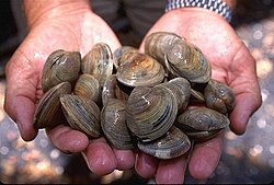The hard clam was named Venus mercenaria in 1758.