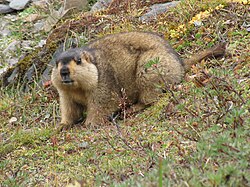 Himalayan marmot at Tshophu Lake, Bhutan