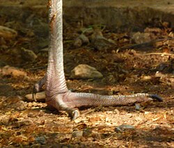 All cranes have a raised and much reduced hind toe.