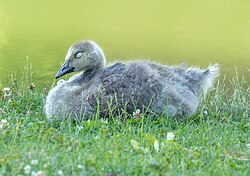 Gosling resting in the grass of a New York cemetery