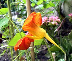 Side view of Tropaeolum majus, a plant with a nectar spur arising from the hypanthium of the flower.