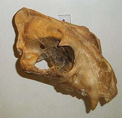 Fossil skull of P. o. augusta