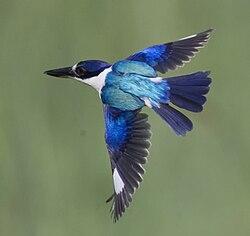 Forest kingfisher in Queensland
