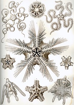 Plate of brittle stars from the Kunstformen der Natur from Ernst Haeckel (1904)