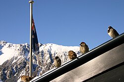 House sparrows perching on a roof, during winter in the Southern Alps of New Zealand