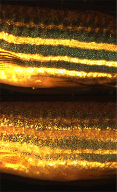 Side of zebrafish shows how chromatophores (dark spots) respond to 24 hours in dark (above) or light (below).