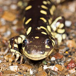 Two populations of California tiger salamander (Ambystoma californiense) were downlisted from endangered to threatened in 2004.[64]