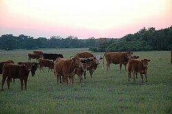 Free-raised calves