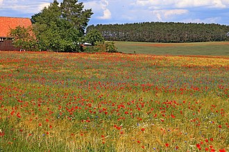 Poppies are hemerochoric plants that belong to the archaeophytes.[clarification needed]