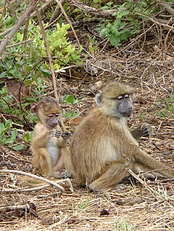 Two baboons sitting next to each other