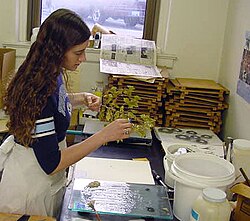 Preparing a plant for mounting