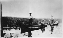 Wild rice harvesting – 1934