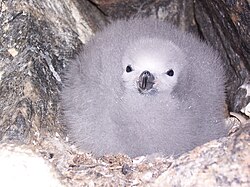 Snow petrel chick