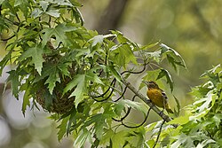 Female Baltimore oriole carrying fibers and constructing a hanging nest (left)
