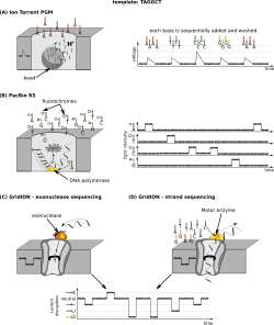 Sequencing of the TAGGCT template with IonTorrent, PacBioRS and GridION