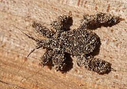 Masked hunter nymph has camouflaged itself with sand grains.