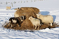 Sheep with silage