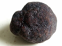Black truffle (Tuber melanosporum)