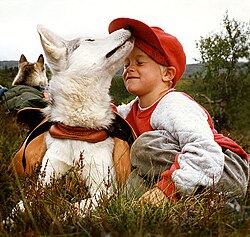 A Siberian husky with a human companion