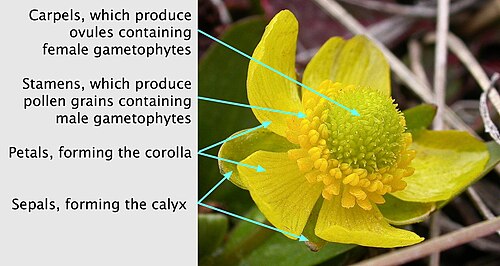 Ranunculus glaberrimus flower