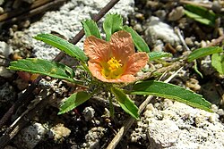 Sida ciliaris